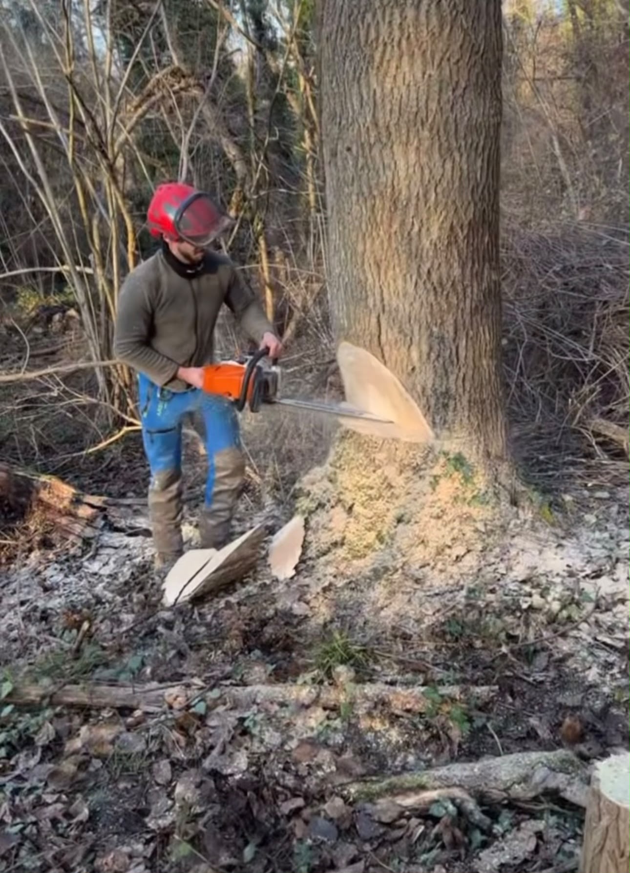 Abattage sécurisé d'un arbre à la tronçonneuse par un opérateur Green Line Solutions en tenue de protection