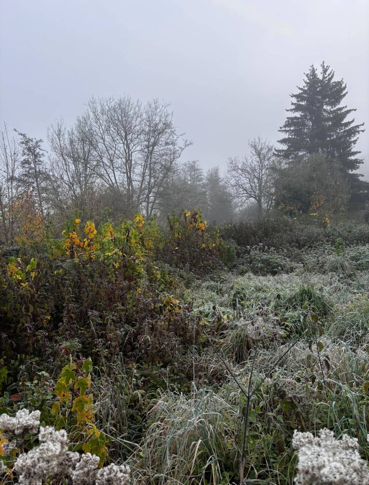 Parcelle en friche envahie par les herbes hautes et broussailles, avant intervention de défrichage