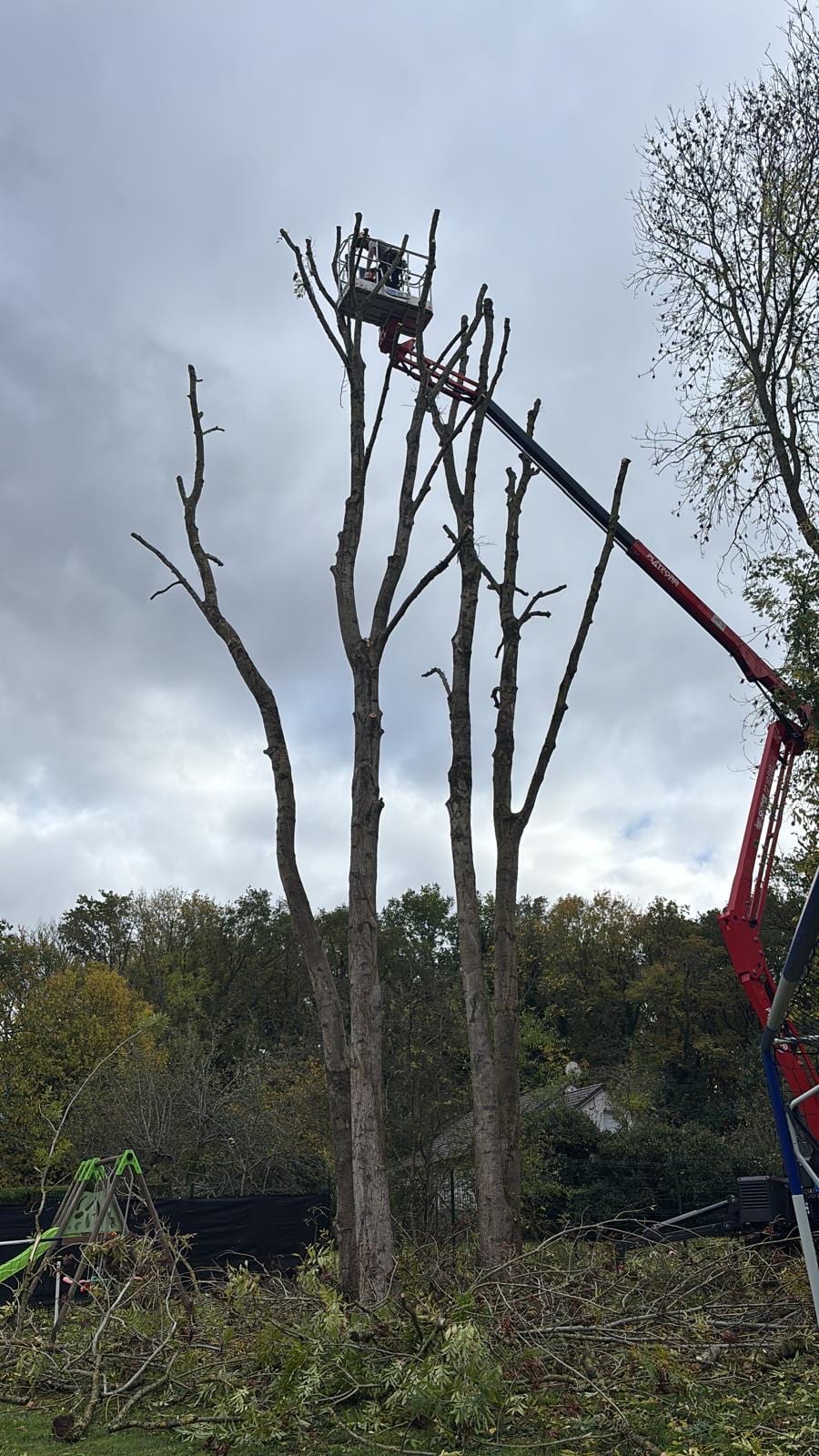 Démontage d'arbres de grande hauteur à la nacelle élévatrice dans un jardin privé par Green Line Solutions