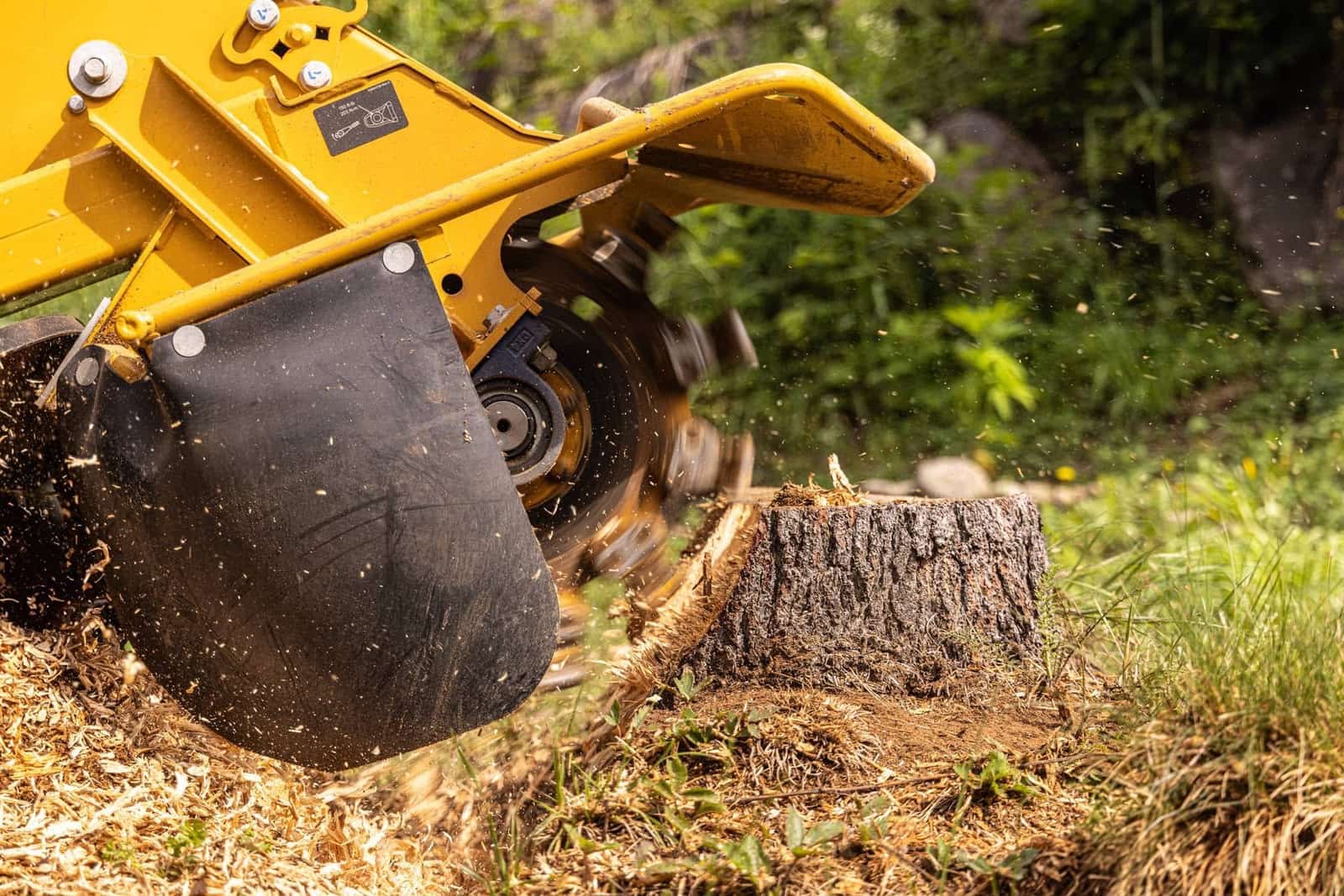 Rognage de souche à la rogneuse professionnelle Green Line Solutions, copeaux projetés sur le chantier