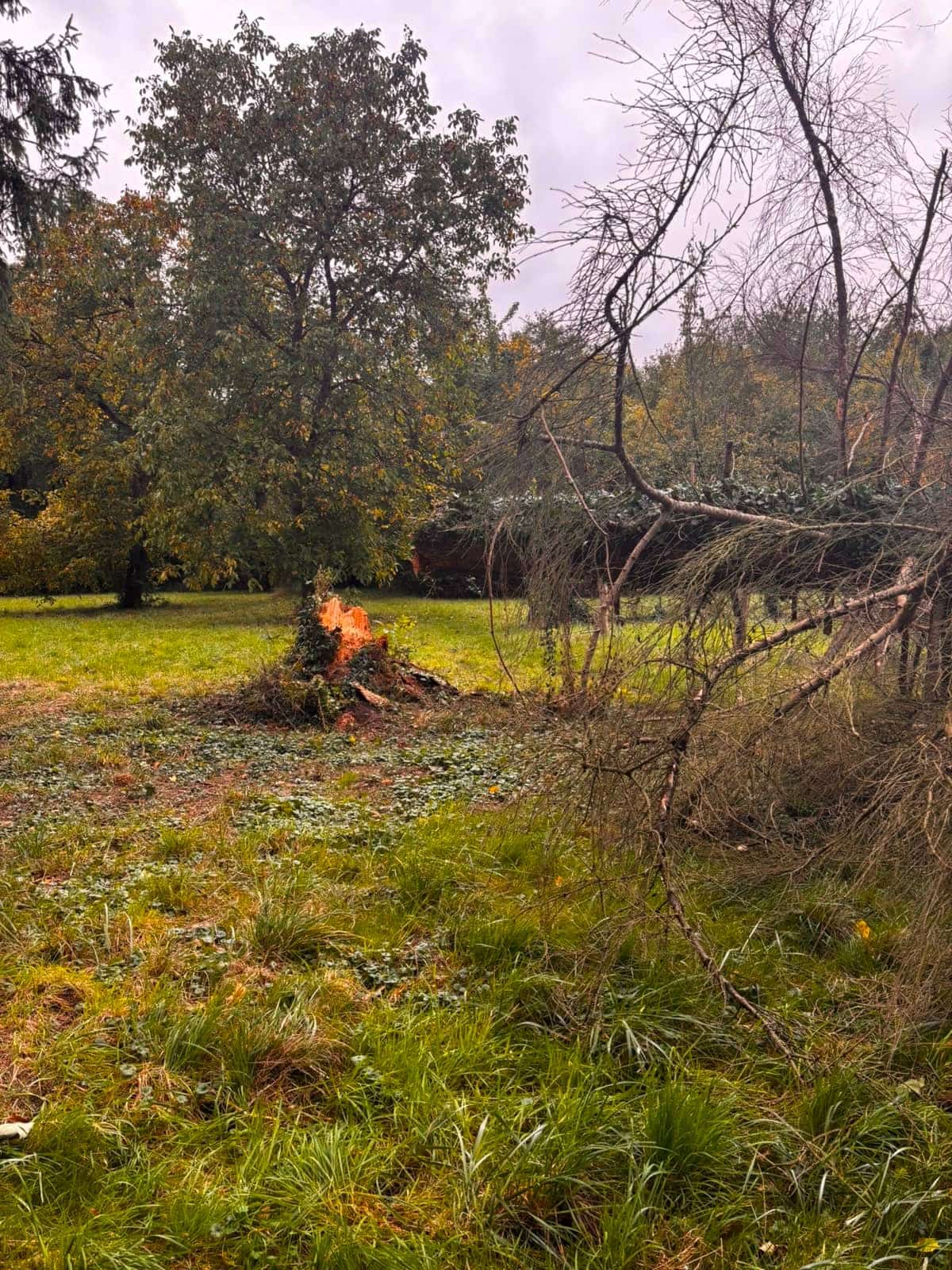 Tronc d'arbre brisé net après tempête, branches au sol, intervention d'urgence Green Line Solutions